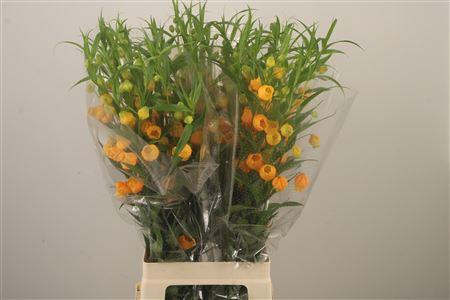 <h4>Sandersonia Roy High</h4>