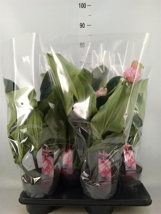 <h4>Medinilla magn.</h4>