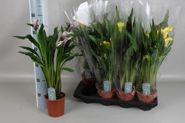 <h4>ZANT GEM 4 KL</h4>