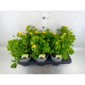 Geum coccineum 'Tosai'