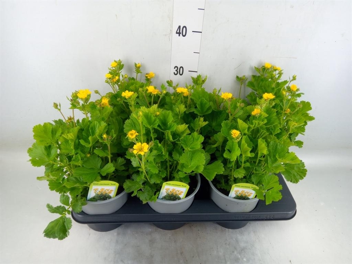 <h4>Geum coccineum 'Tosai'</h4>