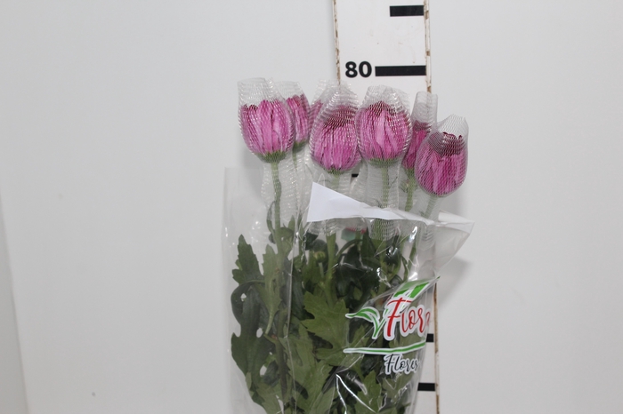 <h4>ANASTASIA COUTURE 080 CM</h4>