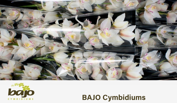 <h4>CYMB T STEFFI</h4>