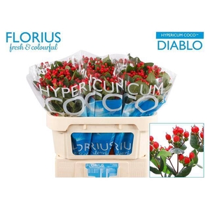 Hypericum Coco Diablo