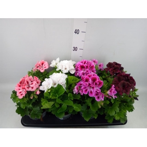 Pelargonium gran.   ..mix