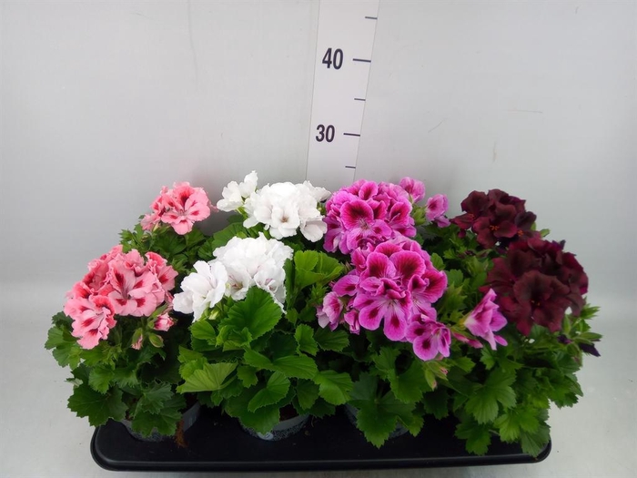 <h4>Pelargonium gran.   ..mix</h4>