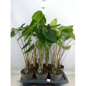 Alocasia zebrina