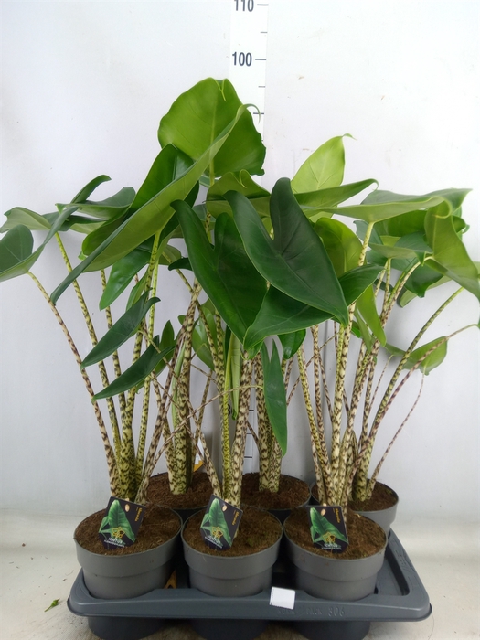 <h4>Alocasia zebrina</h4>