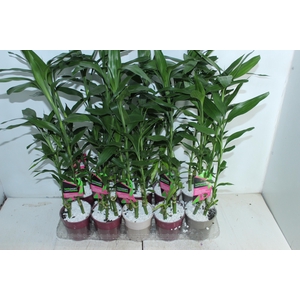 DRACENA LUCKY BAMBOO P12