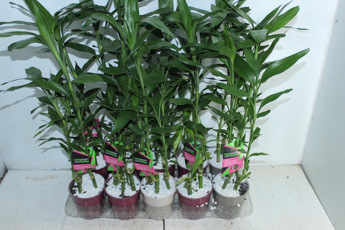 <h4>DRACENA LUCKY BAMBOO P12</h4>