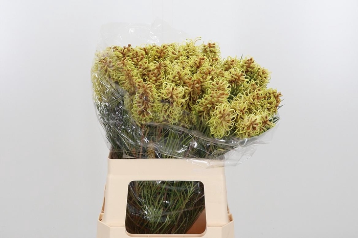 <h4>Grevillea Spiderman</h4>