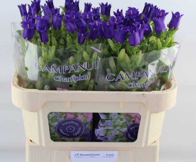 <h4>Campanula Champion Blue Kouwenhoven</h4>