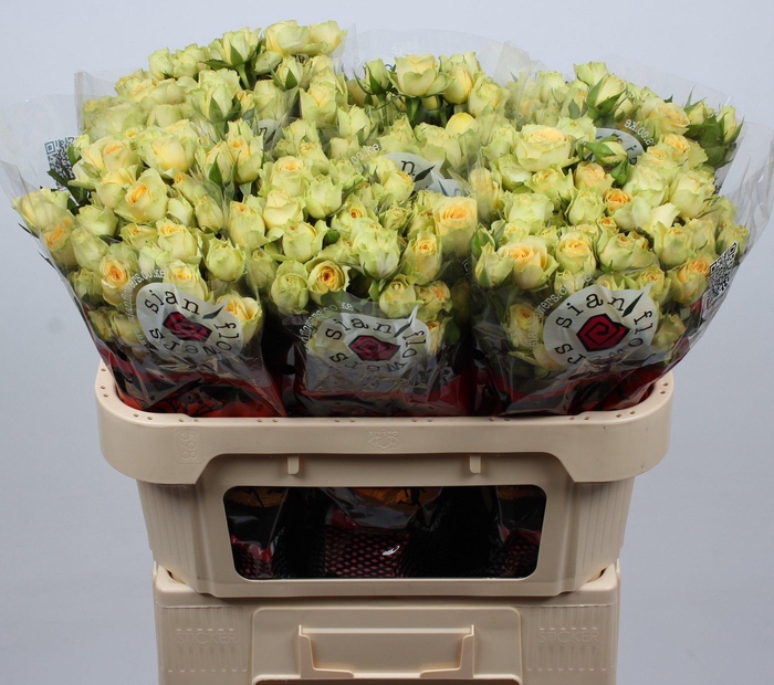 <h4>R TR BANDOLERO</h4>