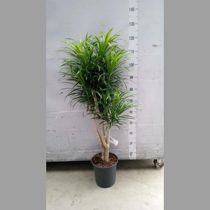 Dracaena refl. 'Anita'