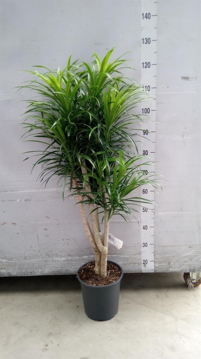 <h4>Dracaena refl. 'Anita'</h4>