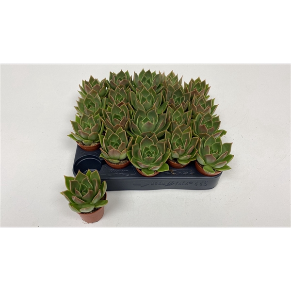 <h4>Echeveria Mexico</h4>