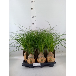 Beaucarnea recurvata