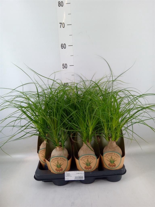 <h4>Beaucarnea recurvata</h4>