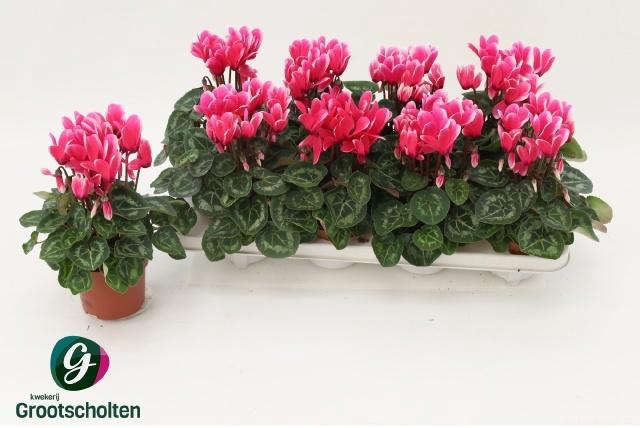 <h4>CYCL KL SUP FUJI</h4>