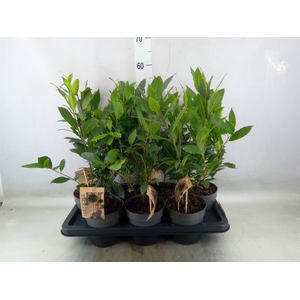 Laurus nobilis