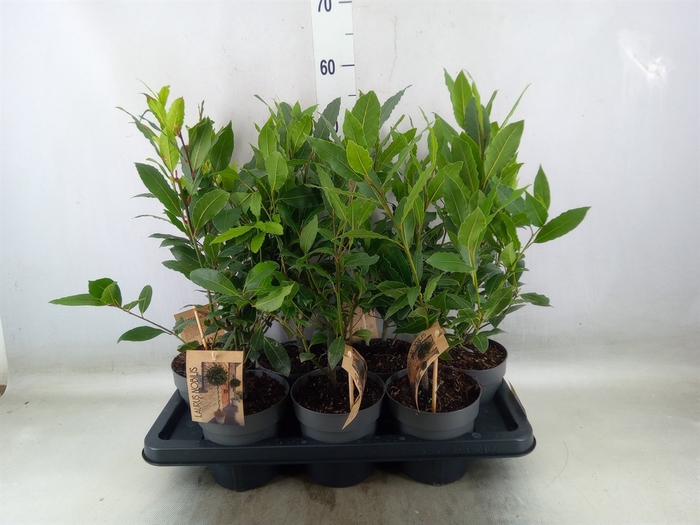 <h4>Laurus nobilis</h4>