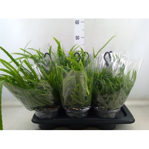 Lepismium bolivianum