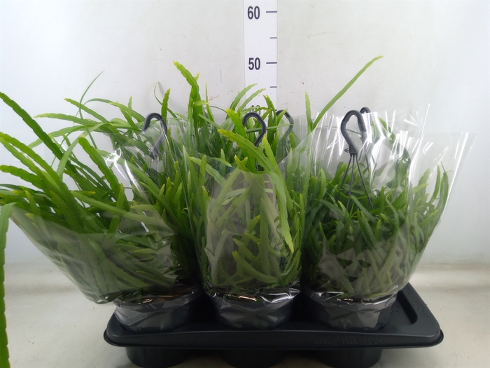 <h4>Lepismium bolivianum</h4>