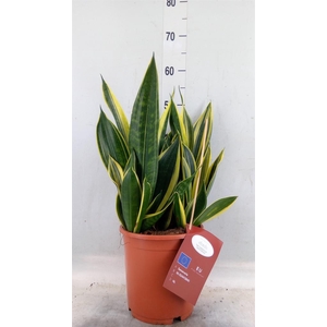 Sansevieria trifa.   ...