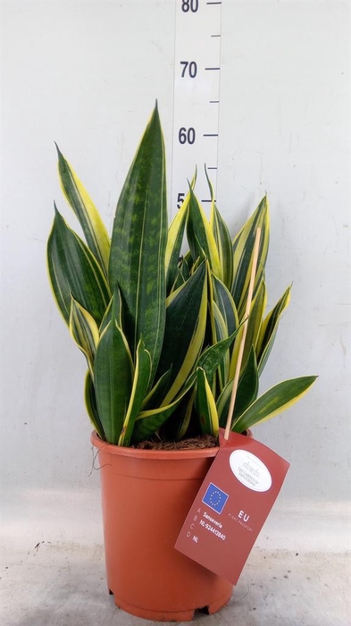 <h4>Sansevieria trifa.   ...</h4>