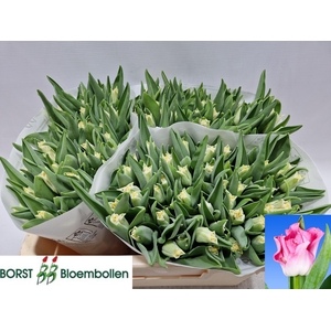 TU CO CROWN  DYNASTY