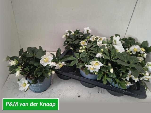 <h4>HELL NI CHR CAROL</h4>