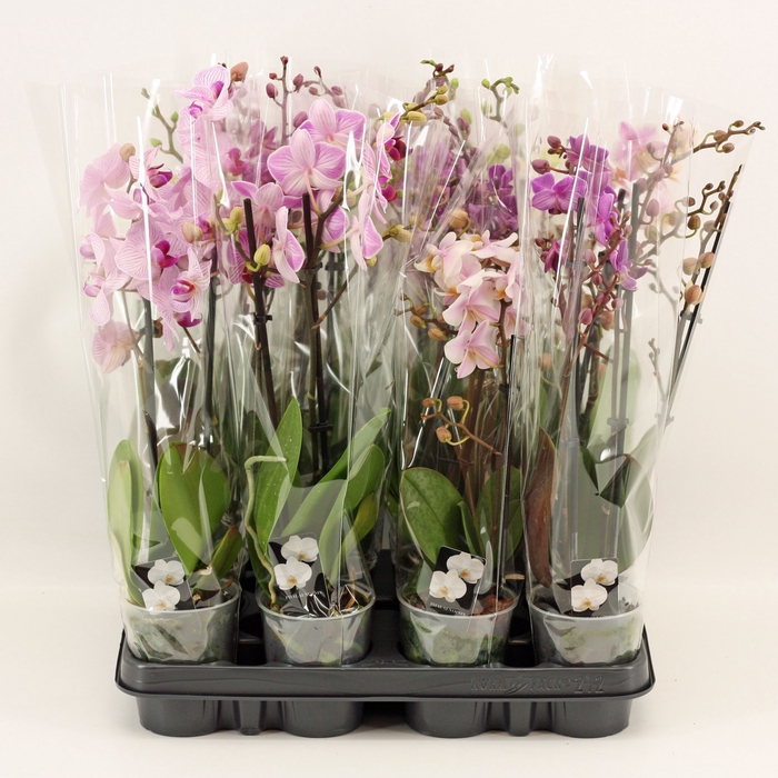 <h4>Phalaenopsis P9 2 tak multiflora mix</h4>