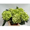 Hydrangea classic special green
