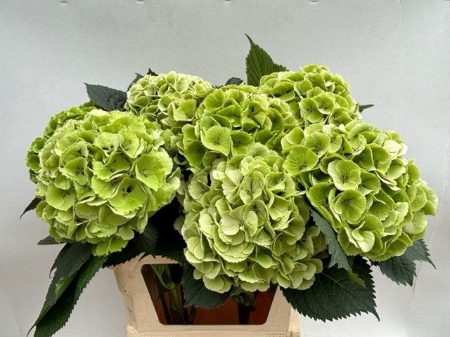 Hydrangea classic special green