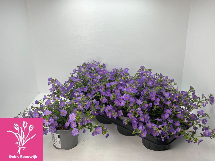 <h4>SUT BLUTOPIA BLUE</h4>