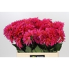 Dahlia Pink Punk