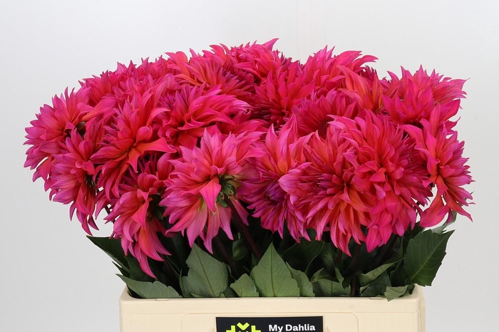 Dahlia Pink Punk