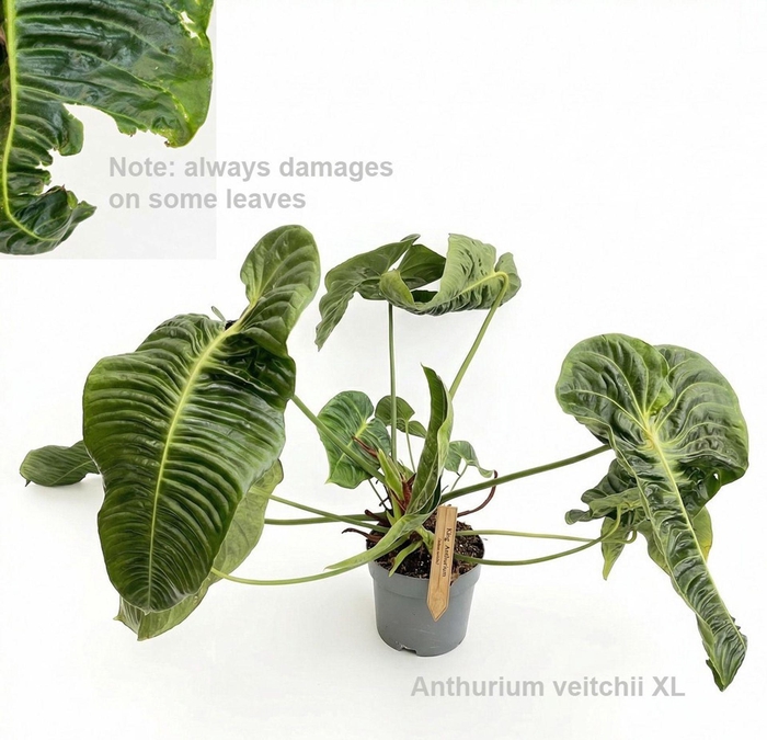 <h4>Overig planten</h4>