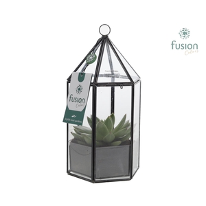 Lantaarn Geometrisch met Echeveria