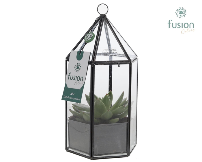 <h4>Lantaarn Geometrisch met Echeveria</h4>