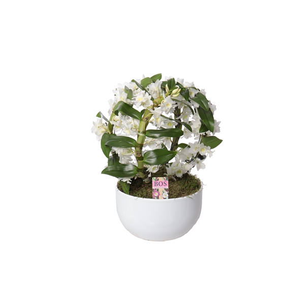 <h4>Dendrobium nobile Star Class White</h4>