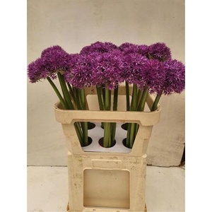 Allium Globemaster