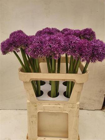 <h4>Allium Globemaster</h4>