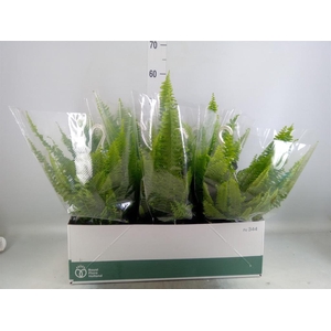 Nephrolepis exal. 'Sonata'