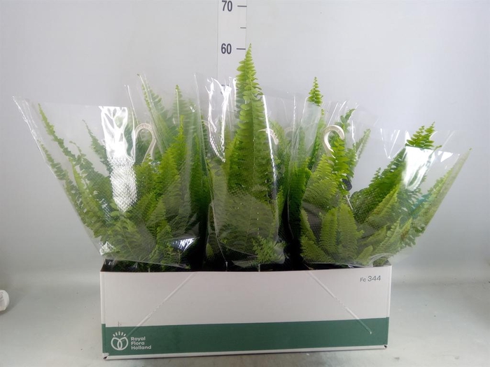 <h4>Nephrolepis exal. 'Sonata'</h4>