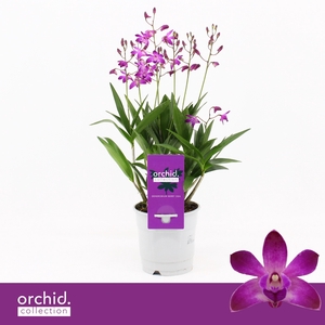 Dendrobium, Berry Oda 6+ spike 'Orchid Collection'