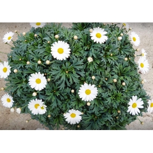 Argyranthemum frutescens mixed in pot