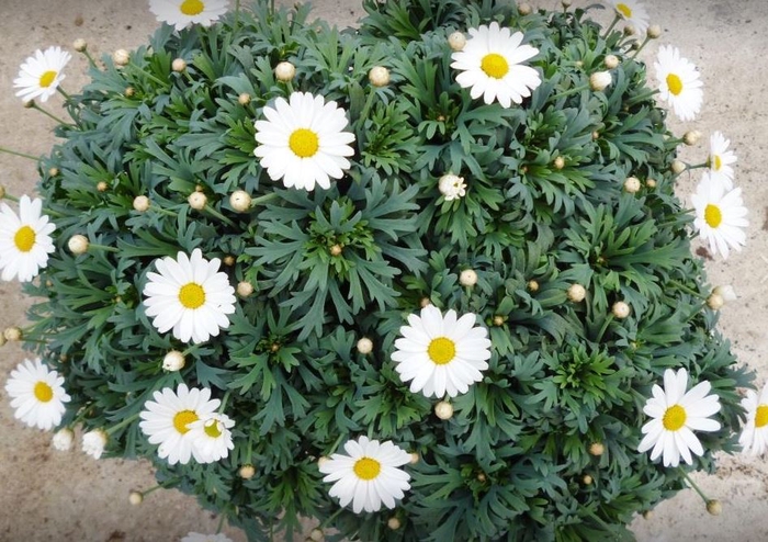 <h4>Argyranthemum frutescens mixed in pot</h4>