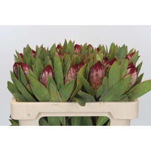 Protea Robijn