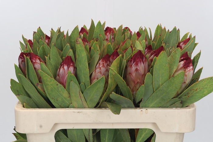 Protea Robijn